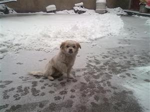 雪地 小狗