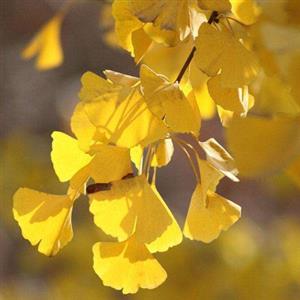 植物叶子为何会变黄