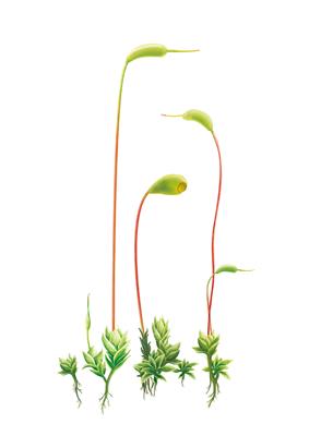 葫芦藓