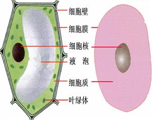 动物细胞和植物细胞2