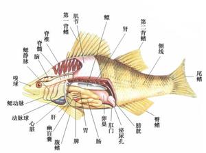 攻壳机动队 电影下载