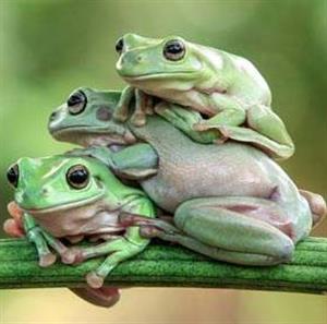 三只青蛙的故事