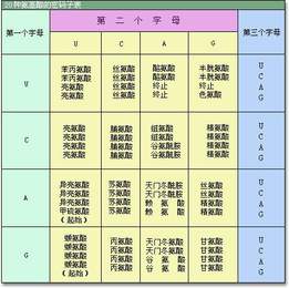 密码子2 生物 高中必修2 遗传与进化（人教版）