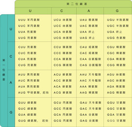 密码子5 生物 高中必修2 遗传与进化（人教版）