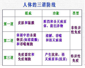 人体第三道防线图解图片