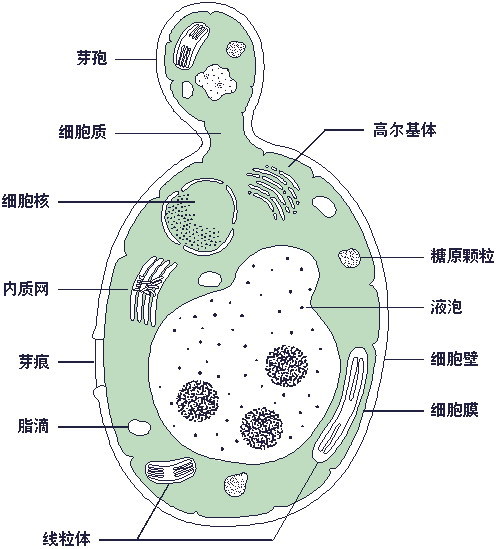 酵母菌结构&nbsp;生物 八年级上册（人教版）