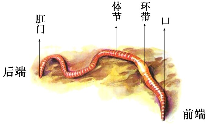 蚯蚓结构