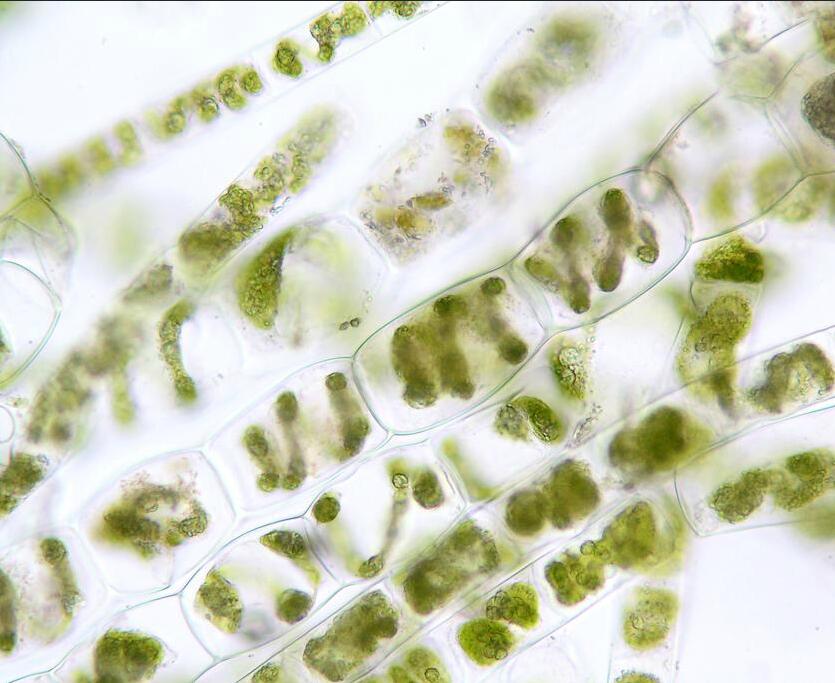 显微镜下的水绵 生物 八年级上册(人教版)