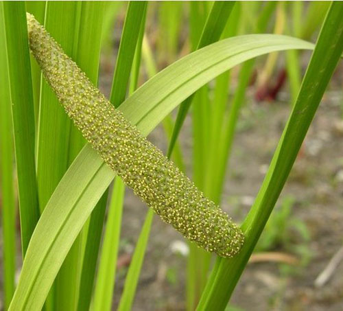 水菖蒲&nbsp;科学 四年级上册(湘科版)