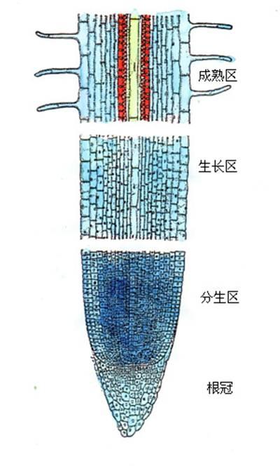 根尖结构图七年级图片