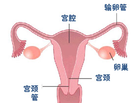 女性生殖系统 生物 七年级下册（人教版）