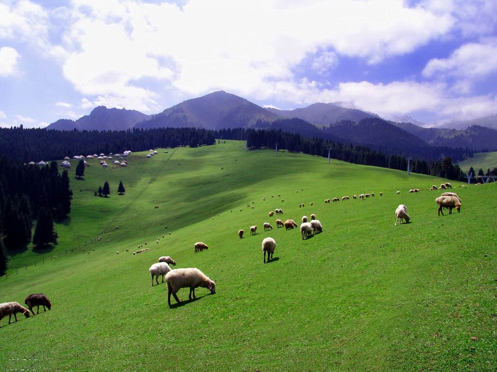 天山牧场新疆细毛羊&nbsp;地理 八年级下册(人教版)
