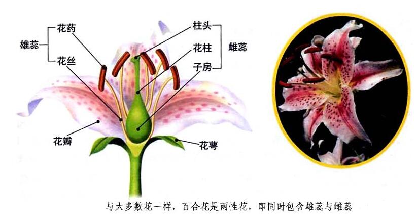 百合花的结构&nbsp;生物 七年级上册（苏教版）