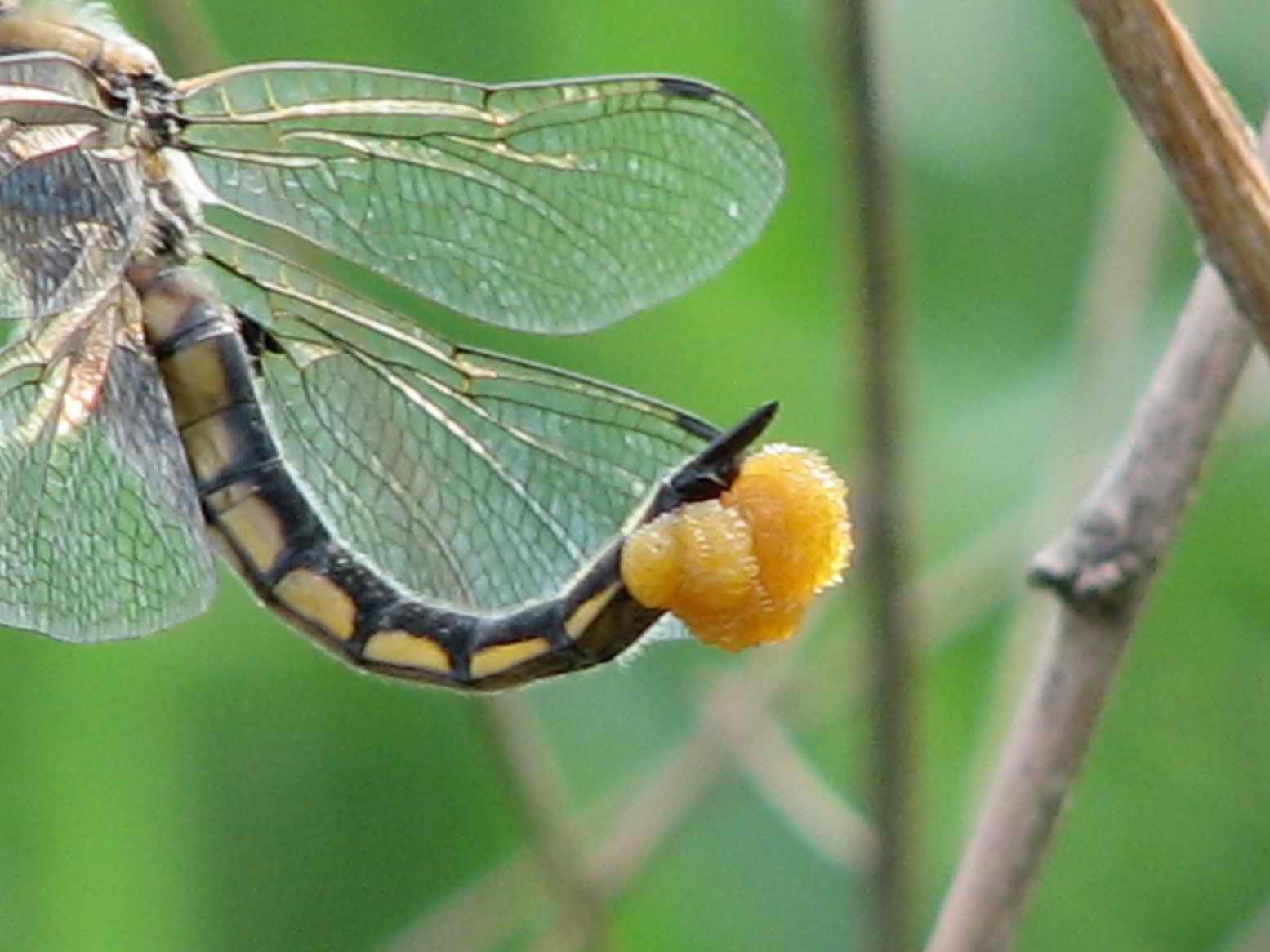 蜻蜓产卵&nbsp;科学 四年级下册（教科版）