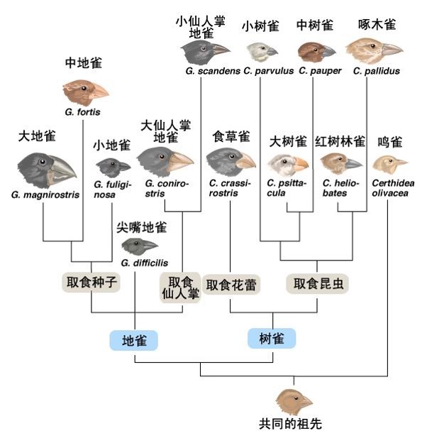 地雀和树雀的遗传和变异