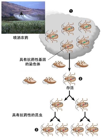 昆虫抗药性的产生