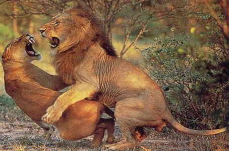 动物的攻击行为 生物 八年级上册(苏教版)