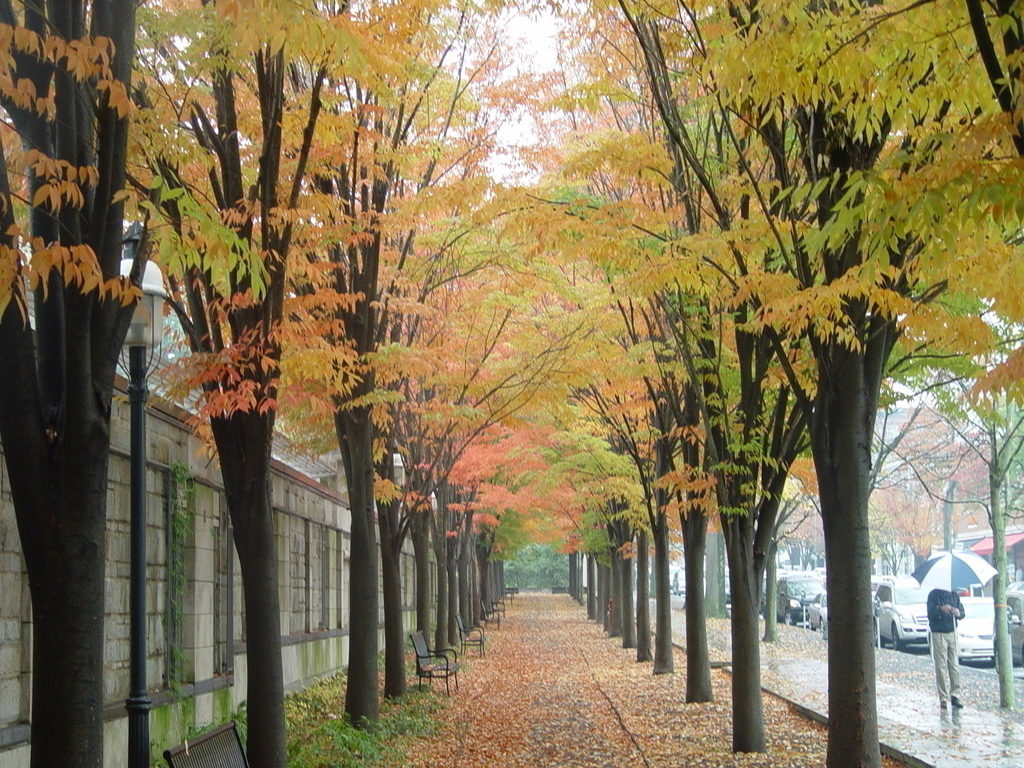 树林透视&nbsp;美术 七年级上册(人教版)