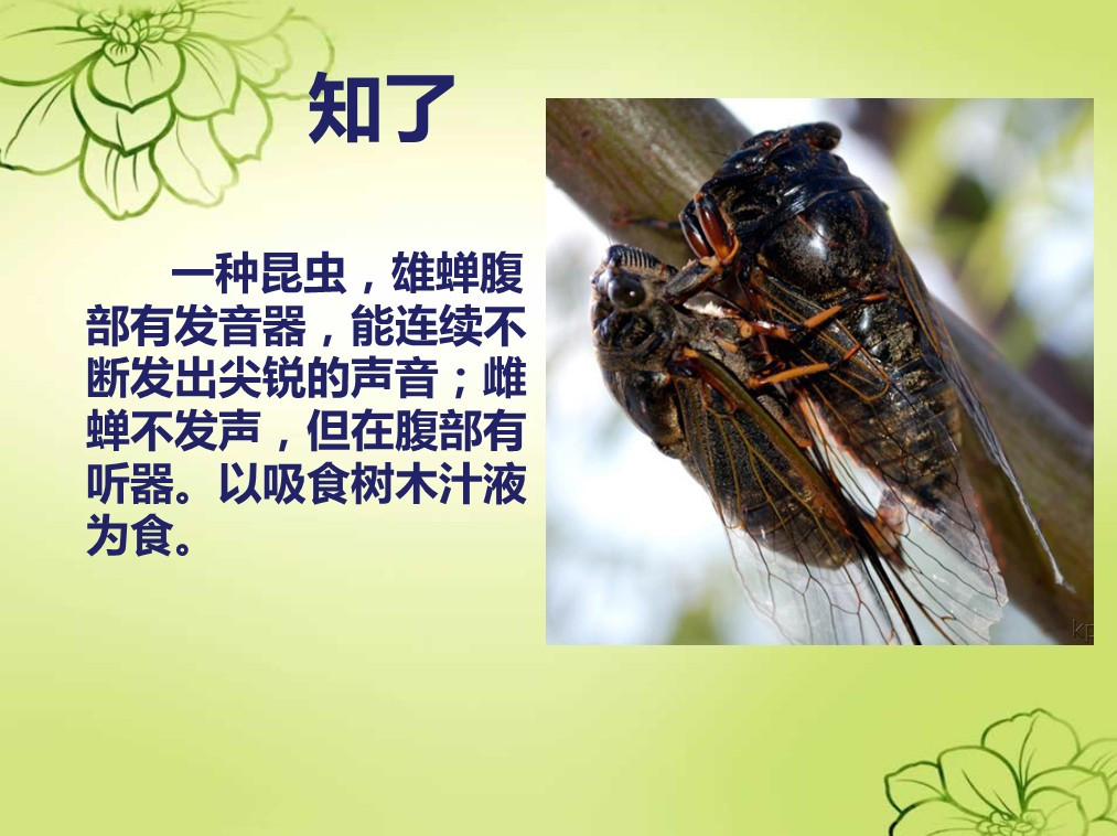 知了介绍&nbsp;音乐 四年级上册(湘艺版)