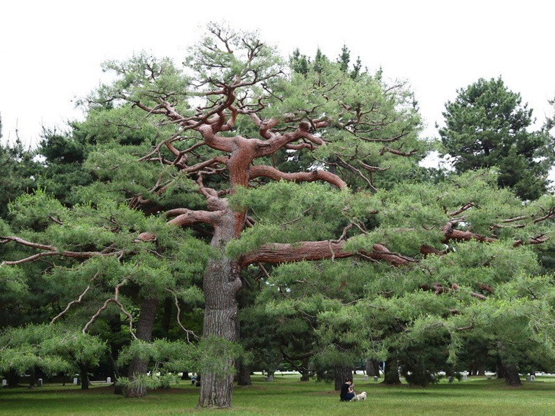 图片:大松树《短文两篇 松树》
