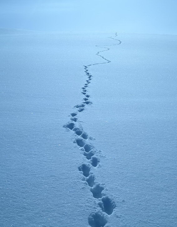 雪地脚印的图片大全图片