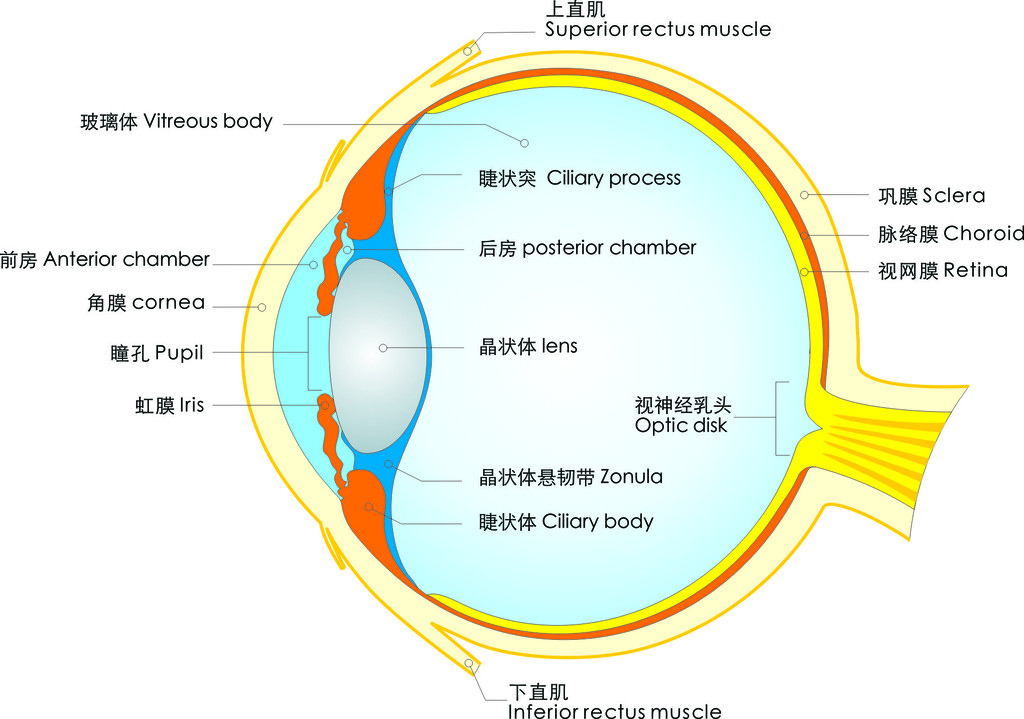 眼球的结构示意图 生物 七年级下册(人教版)