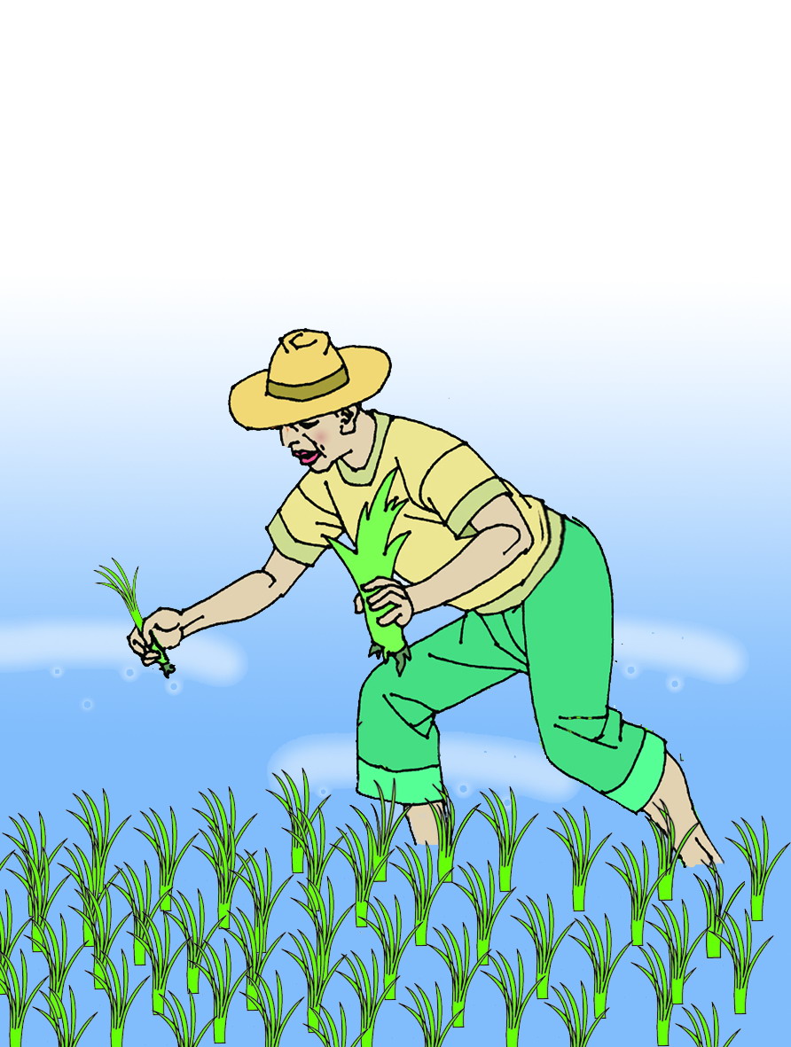 插秧 地理    七年级上册(湘教版)