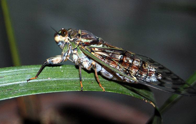 蝉2&nbsp;语文 五年级上册（人教部编版）